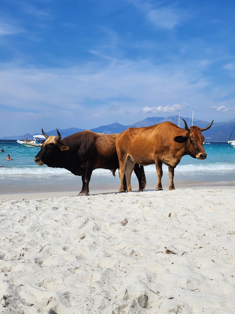 plage Corse
